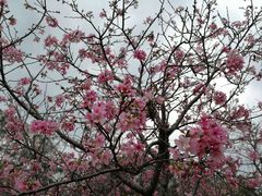 -天适樱花悠乐园