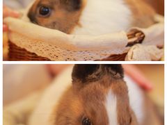 -猫猫幼稚园·撸猫·桌游·电玩