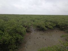 景点-北海金海湾红树林生态旅游区