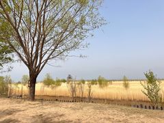 -野鸭湖国家湿地公园