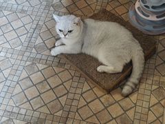 -宠物星动物医院·眼科·异宠·猫科(江南大道总院)