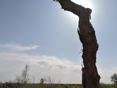 -亿利库布其七星湖沙漠生态旅游区
