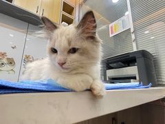 -pd派德宠物中心医院24H急重症·眼科中心·血液透析中心(嵩山北路店)