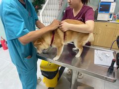 -中农大我爱我爱动物医院·核磁CT·猫病·24小时夜诊中心(石佛营店)