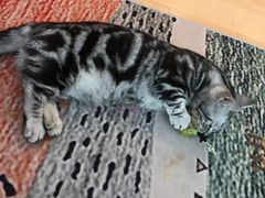 -猫咪派对(江南西店)