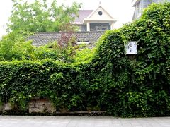 -植觉