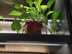 -老板恋上鱼(印象城店)