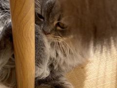 -Let's go狗咖·猫咖·奶狗·桌游(春熙路IFS店)