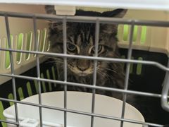 -北京观赏动物医院·24小时大型综合·猫专科·异宠专科