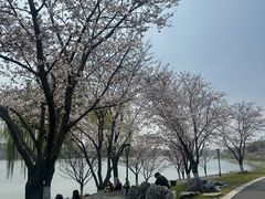 -羊山湖公园