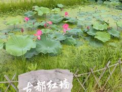 -池杉湖湿地公园