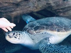 -广东惠东海龟国家级自然保护区