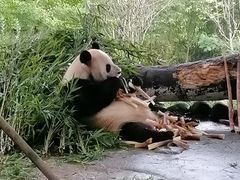 -都江堰中华大熊猫苑