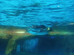 -海合安武汉极地海洋公园