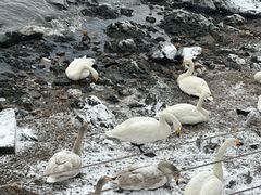 -烟墩角天鹅湖