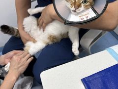 -博特宠物医院24h犬猫全科.骨科·异宠