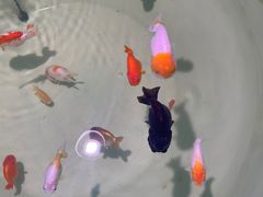 -石家庄海洋公园