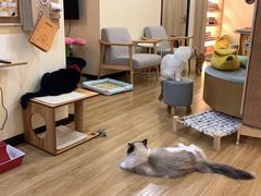 -滚猫咖啡·猫咖·猫友好撸猫(未来城店)