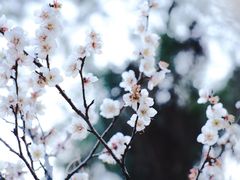 -杭州植物园