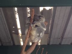 -费瑟代尔野生动物园