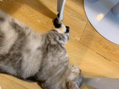 -Cappucimeow猫咪咖啡馆(韦伯时代店)
