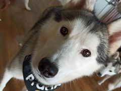 -Husky Go! 哈士奇体验馆·宠物咖啡厅狗咖