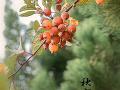 -香山公园
