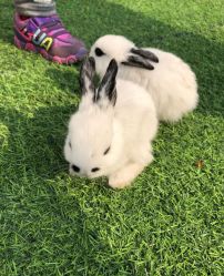 -萌宠亲子动物乐园(槐房万达店)