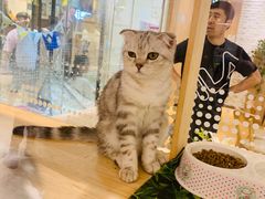 -藏猫猫咖啡主题馆(中央大道店)