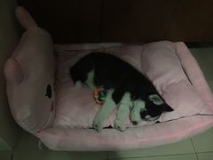 -佳百利宠物(荣乐中路115弄小区店)