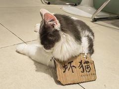 -怪兽屋·羊驼·猫咖·狗咖(俊华广场店)