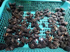 苦螺-V-ONE西雅图海鲜自助餐厅(仓山万达广场店)