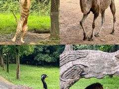 -杭州野生动物世界