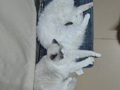 -乐琪宠物医院·犬猫专科·骨外科·急重症