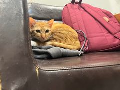 -楼上猫咖(罗湖店)