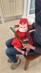-凤鸣笔庄婴儿满月理发胎毛笔制作