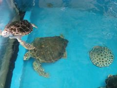 -成都浩海立方海洋公园