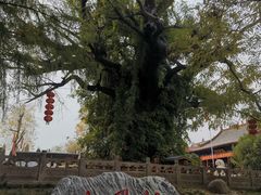 -大槐树寻根祭祖园