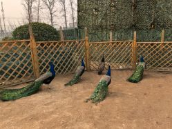 -萌宠亲子动物乐园(槐房万达店)