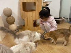 -有喵·猫咖·狗咖·30几只猫10只小狗(岗厦店)