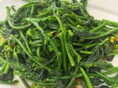 板蓝根-荔城生鲜盛宴(番禺旗舰店)