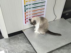 -东莞宠友24H宠物中心医院·转诊夜诊·异宠(新河北路院)