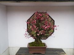 -香雪海