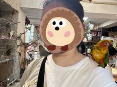 -吉丁鸟咖·异宠·寄养