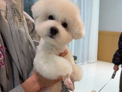 -帕帕拉兹宠物(亚洲旗舰店)