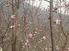 -北京凤凰岭