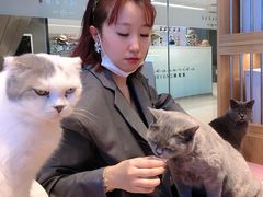 -猫冇咖·家门口的撸猫馆(大融城店)
