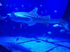 -烟台海昌鲸鲨海洋公园