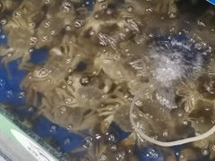 -阳澄湖大闸蟹·琼灵阁牌品牌连锁(吴中总店)