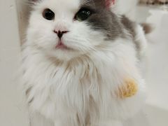 -怪兽屋·羊驼·猫咖·狗咖(俊华广场店)